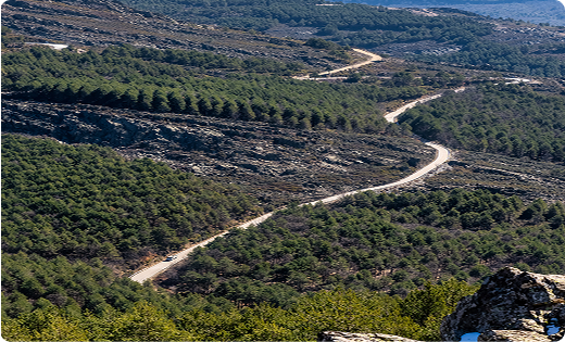 산림 비탈면 및 도로 전경