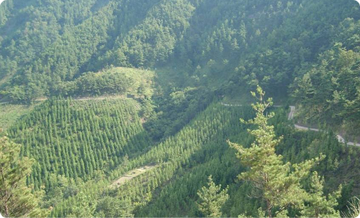 가을 숲길 항공 전경