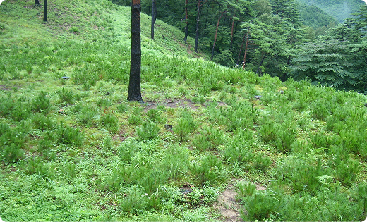 숲 가꾸기 현장