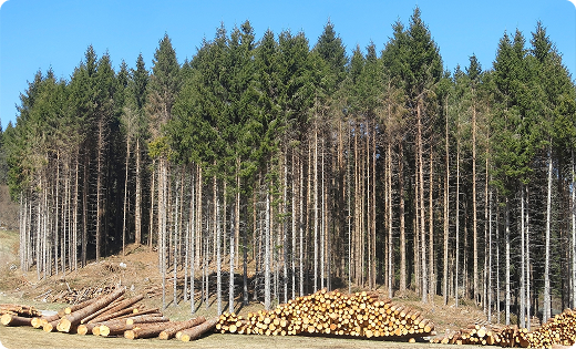 벌채 작업 현장