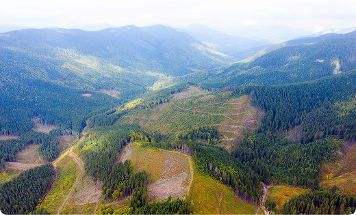 항공에서 본 산림 지역